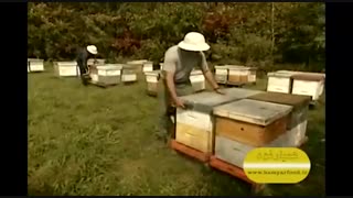 کامل ترین ماده غذایی جهان