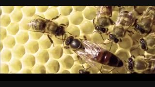 اکسیر جوانی