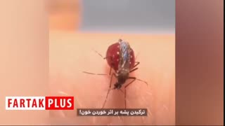 لحظه عجیب ترکیدن پشه بر اثر خوردن خون