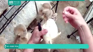 راهنمایی کامل برای برداشت و انبار قارچ