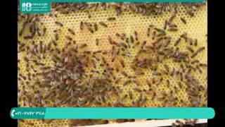 آموزش سیر تا پیاز زنبورداری و پرورش زنبورعسل
