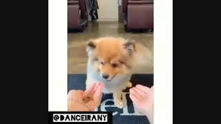 قیافه سگ ها وقتی سرشون کلاه میره