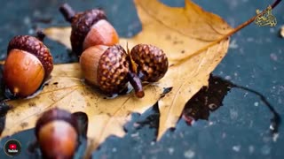 عواقب جهیزیه سنگین | سبک زندگی _ دکتر شاهین فرهنگ