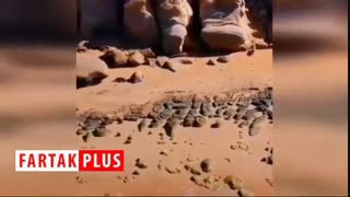 ساحلی بسیار زیبا و دیدنی در بندر لنگه