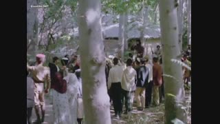 کوچک جنگلی 8