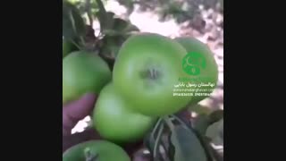 بهترین رقم نهال سیب - ارغوان نهال