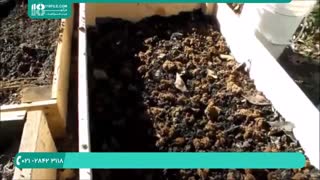 نحوه ی ساخت کود مخصوص برای پرورش قارچ مورال