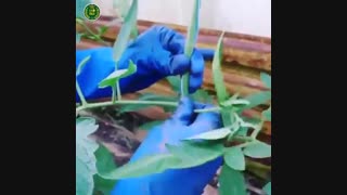 هرس و فرم دهی بوته در گوجه فرنگی