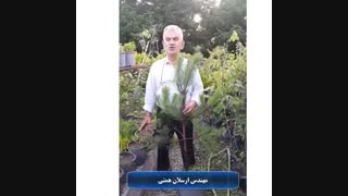 کاج سیاه - روش تکثیر و نگهداری آن