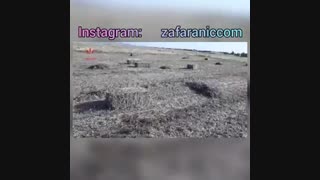 خرید زعفران از کشاورز - زعفرانیک