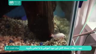نگهداری و سازگار کردن ماهی زینتی با محیط آکواریوم