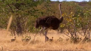 مستند دایناسور غول پیکر