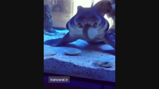 تغذیه کوسه ماهیان دریایی با صدف :