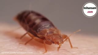 ساس ها چگونه خون می مکند؟ | سم قوی برای دفع ساس