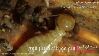 ریشه کنی انواع موریانه با سم موریانه بسیار قوی