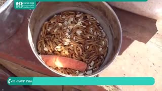 آموزش پرورش تخم سوسک مولد میل ورم