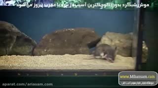 بهترین روش های دفع عقرب از خانه |  سم ضد عقرب