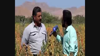 پرورش خاویار گیاهی