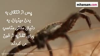 کنه ها چگونه بیماری ها را انتقال می دهند؟ | سم قوی برای دفع کنه