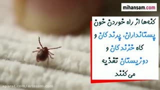 روش صحیح جداسازی کنه از پوست | سم قوی برای دفع کنه