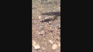 مارماهی خاردار آب شیرین (Euphrates spiny eel)