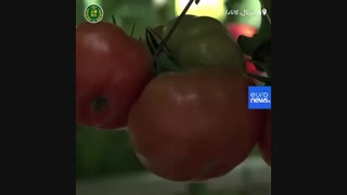 احداث گلخانه های پیشرفته