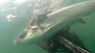 صید ورزشی خامه‌ماهی (Milkfish)
