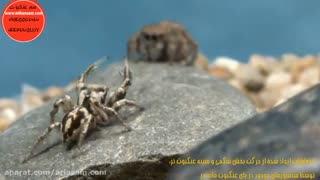 روش خارق العاده تولیدمثل عنکبوت ها - سم ریشه کن کننده عنکبوت