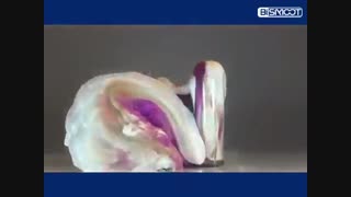 آزمایش خمیر دندان فیل به همراه آموزش کامل