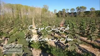 نهال پالونیا 09915131382   پیش فروش نهال پالونیا - قیمت نهال پالونیا - - بازار کشاورزی آنلاین مزرعه کارآفرینی