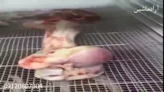 دستگاه خشک کن گوشت نیمه صنعتی مینی پلاس آرادماشین