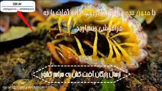 سم قوی هزارپا - ویژگی های هزارپا