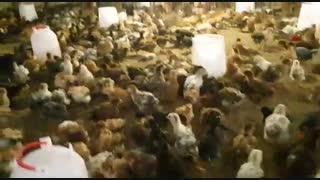 بومی 45 روزه