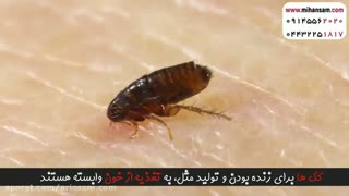 بهترین راههای دفع کک از خانه | سم ضد کک خارجی