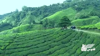 ارتفاعات کامرون، پایتخت تولید چای در مالزی را بشناسید! | آژانس ققنوس