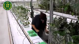 گلخانه هیدروپونیک گوجه فرنگی