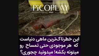 خطرناکترین ماهی دنیا