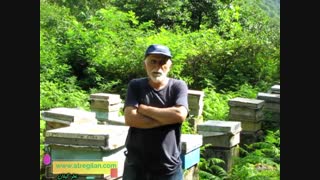 داستان زنبورداری باعشق