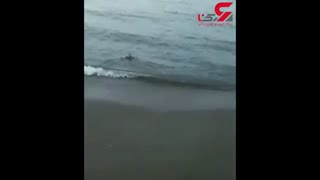 کار جالب نادر سلیمانی برای پرندگان وحشی دریای خزر