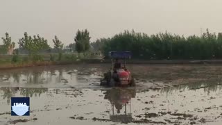 کاه‌سوزی و کِشتِ روزی؛ گشتی در شالیزارهای مازندران