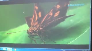 تست تصویر Epson 93+