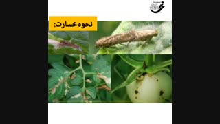 مراقب توتا باشید
