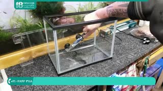 آموزش ساخت آکواریوم مناسب برای پرورش ماهی فایتر