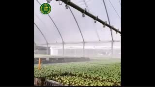 سیستم آبیاری نوین نشا در گلخانه
