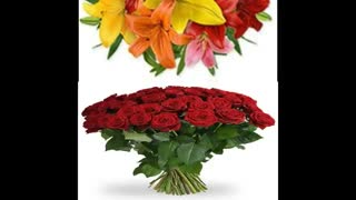 ارسال گل به هلند Netherlands