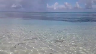 کوسه آبسنگی بالهسیاه (Blacktip reef shark) در ساحل