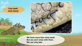 little fox_meet the animals3