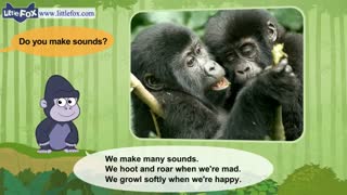 little fox_meet the animals3