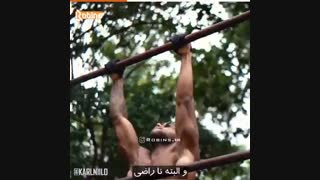چقدر تلاش می کنی