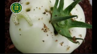 کرم میوه گوجه فرنگی